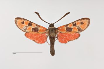 Vorschaubild Zygaena (Agrumenia) hilaris lucifera ab. pseudocatalonica Reiss, 1936